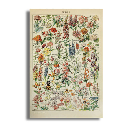FLOWER POSTER (36)